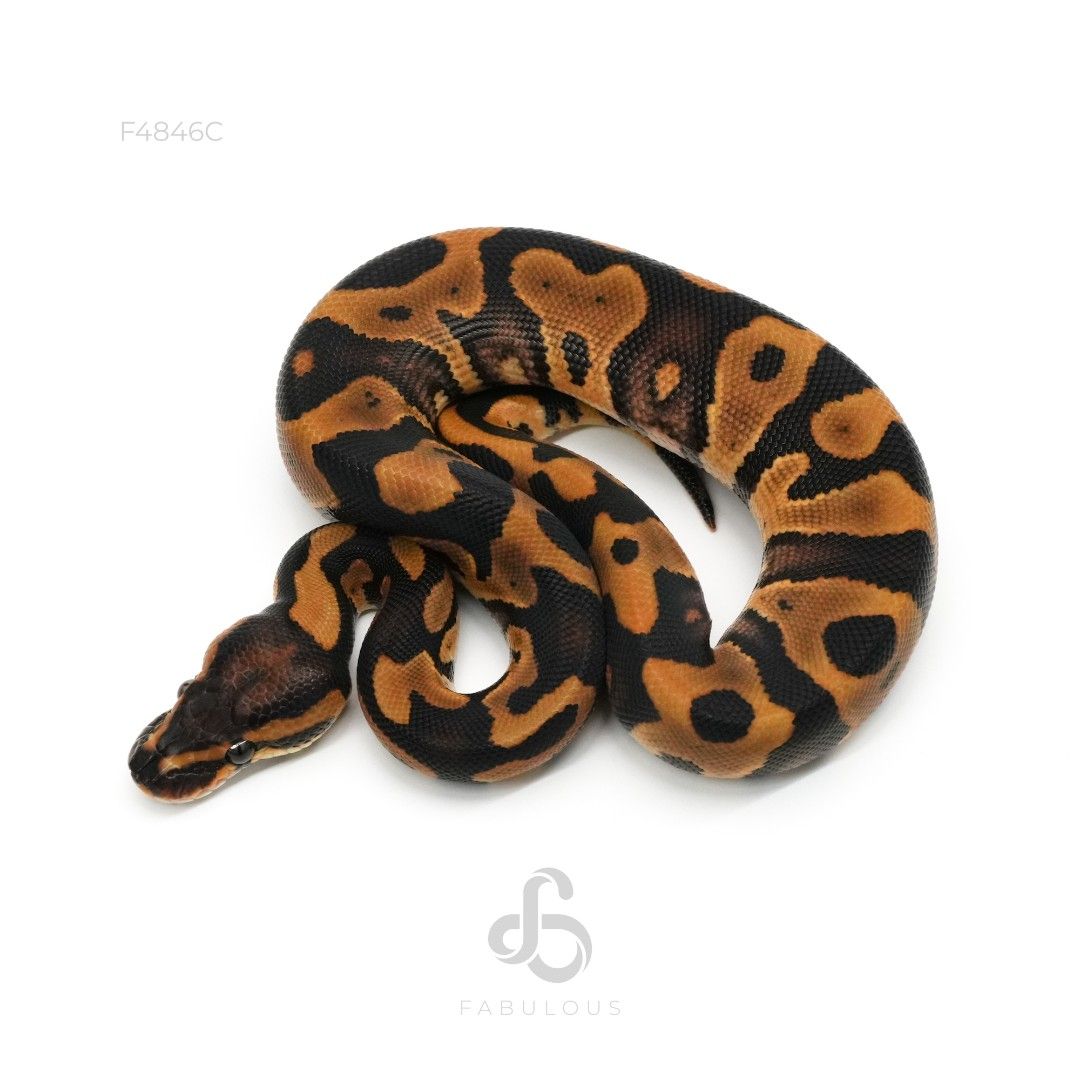 [F4846C] Leopard YB DH DG Clown 66%Pied 50%Hypo...
