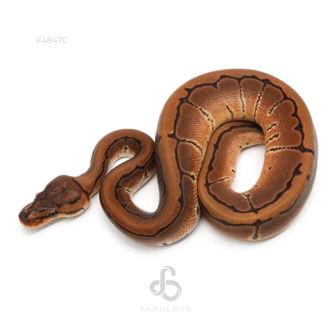[F4847C] Pinstripe DH DG Clown 66%Pied 50%Hypo 26M
