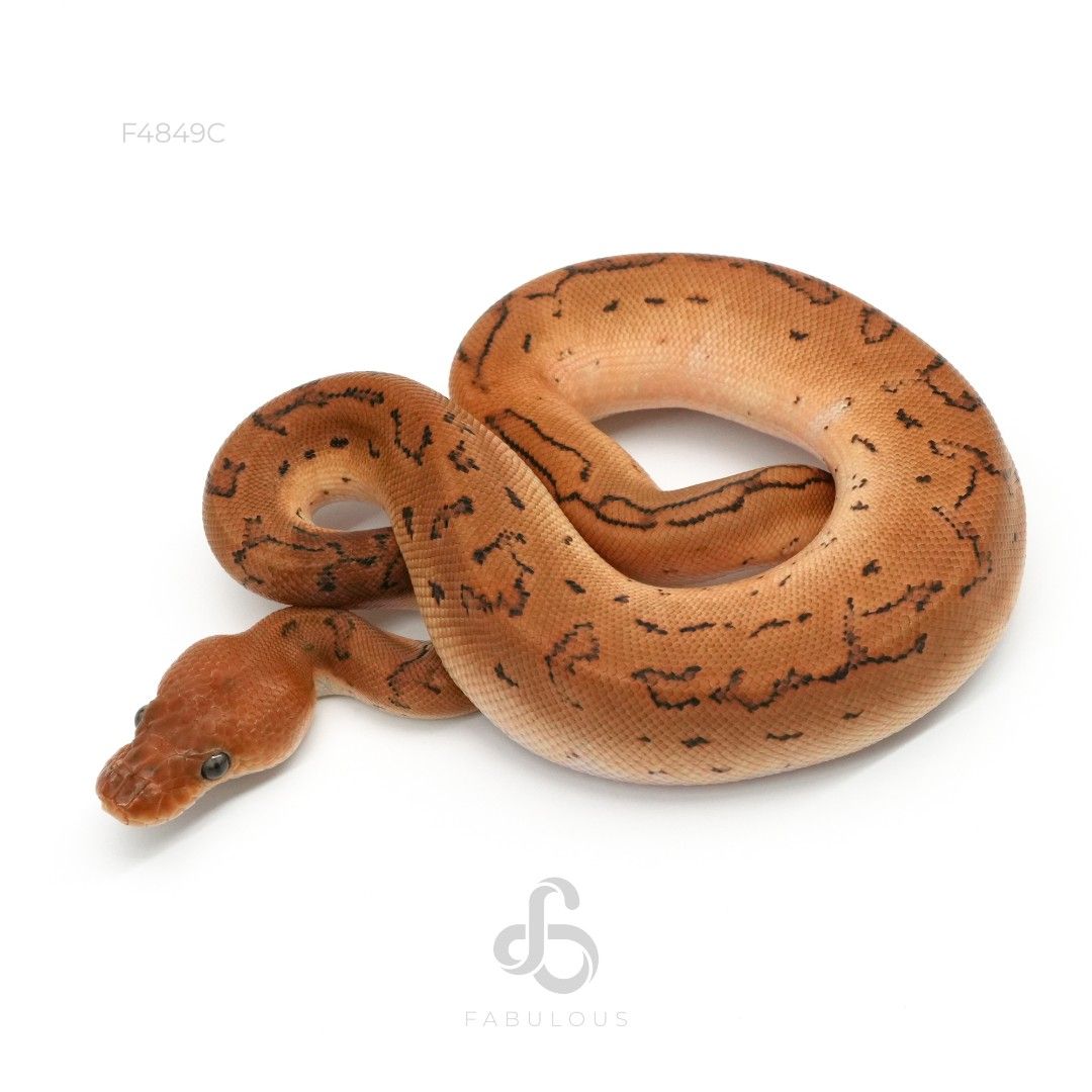 [F4849C] Pinstripe Clown Het DG 66%Pied 50%Hypo...