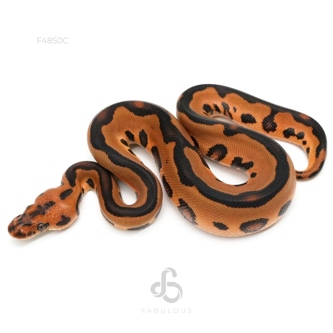 [F4850C] Leopard YB Clown Het DG 66%Pied 50%...