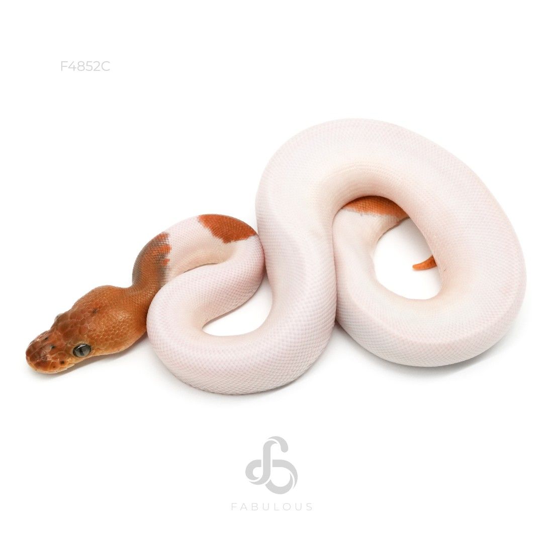 [F4852C] Leopard Pinstripe Clown Pied Het DG...