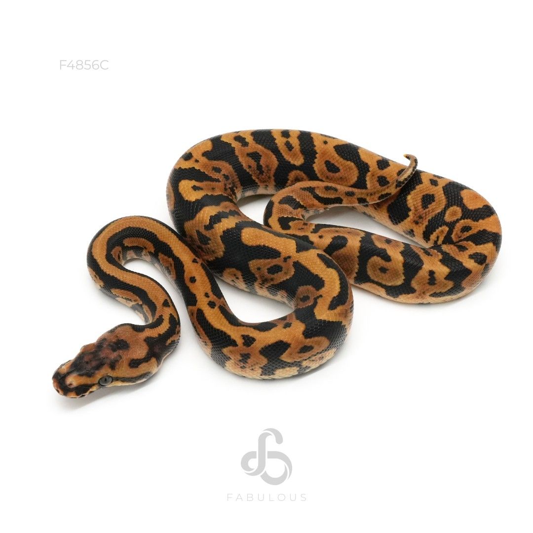 [F4856C] Confusion Chocolate DH Lavender Clown...