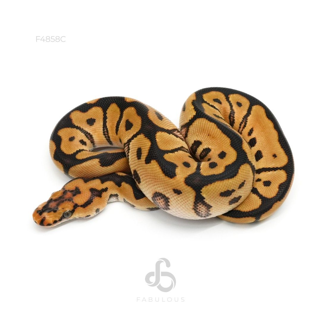 [F4858C] Spotnose Clown Het Lavender 50%Albino 26F