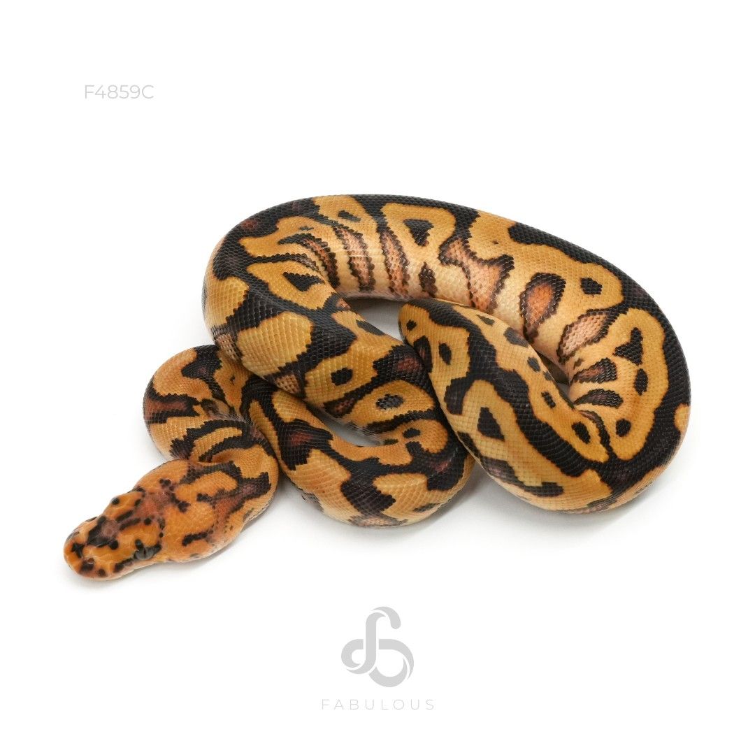 [F4859C] Spotnose Clown Het Lavender 50%Albino 26F