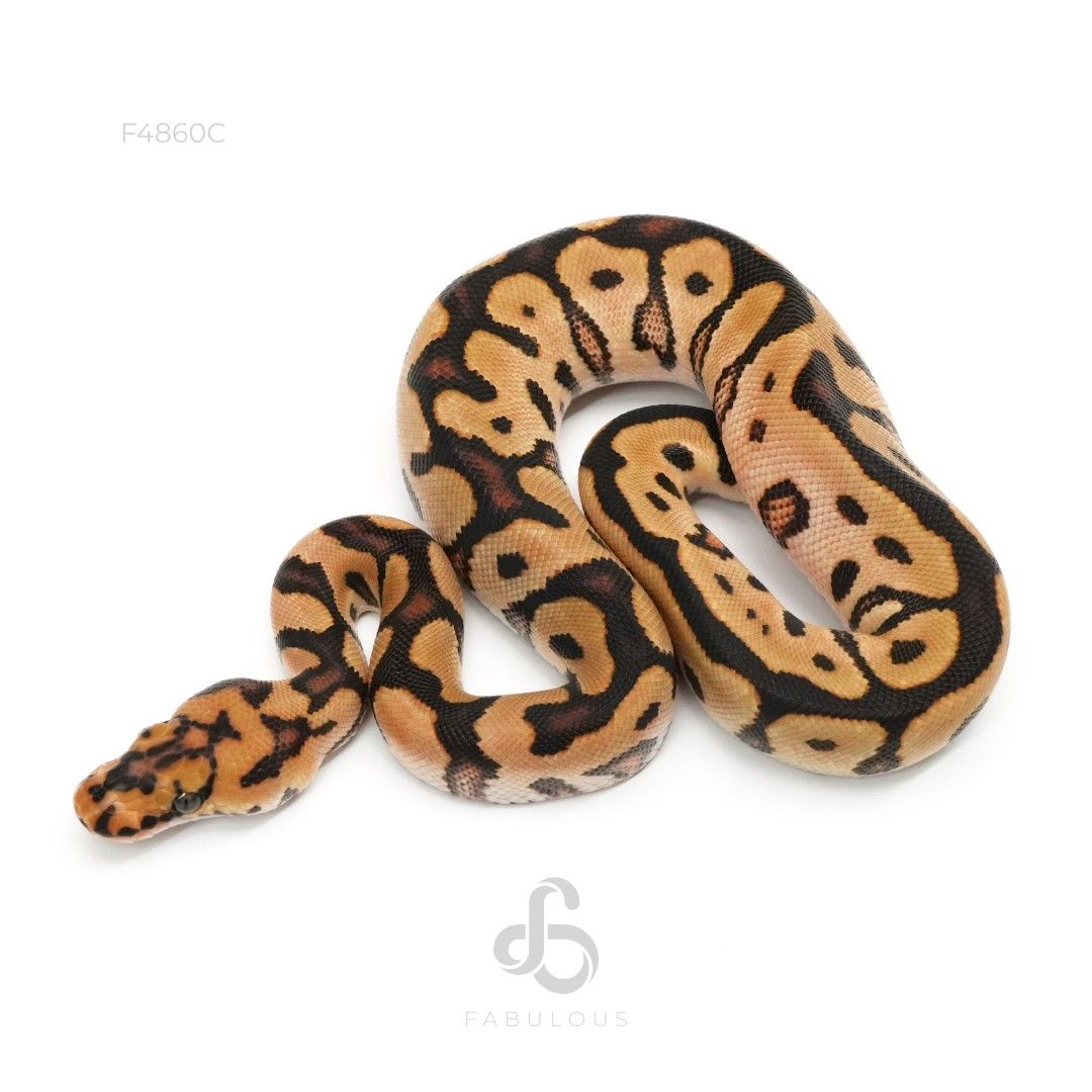 [F4860C] Spotnose Clown Het Lavender 50%Albino 26F