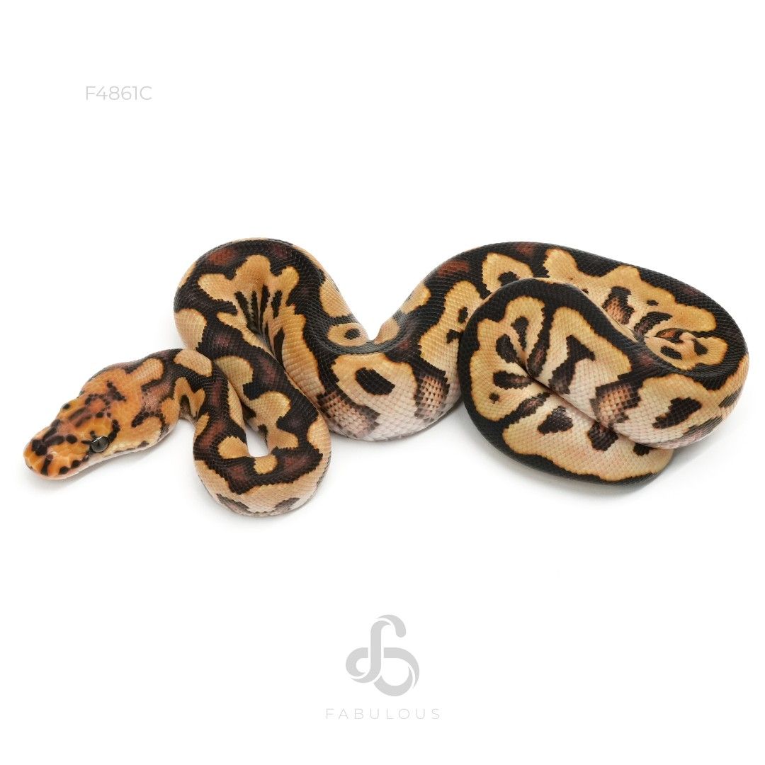 [F4861C] Spotnose Clown Het Lavender 50%Albino 26F