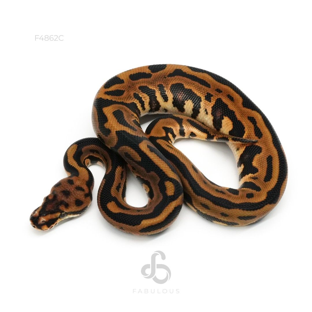 [F4862C] Leopard Spotnose Redstripe DH DG Clown...