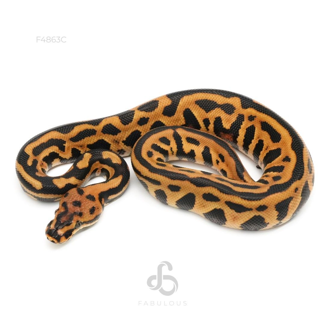 [F4863C] Leopard Spotnose Redstripe YB DH DG...