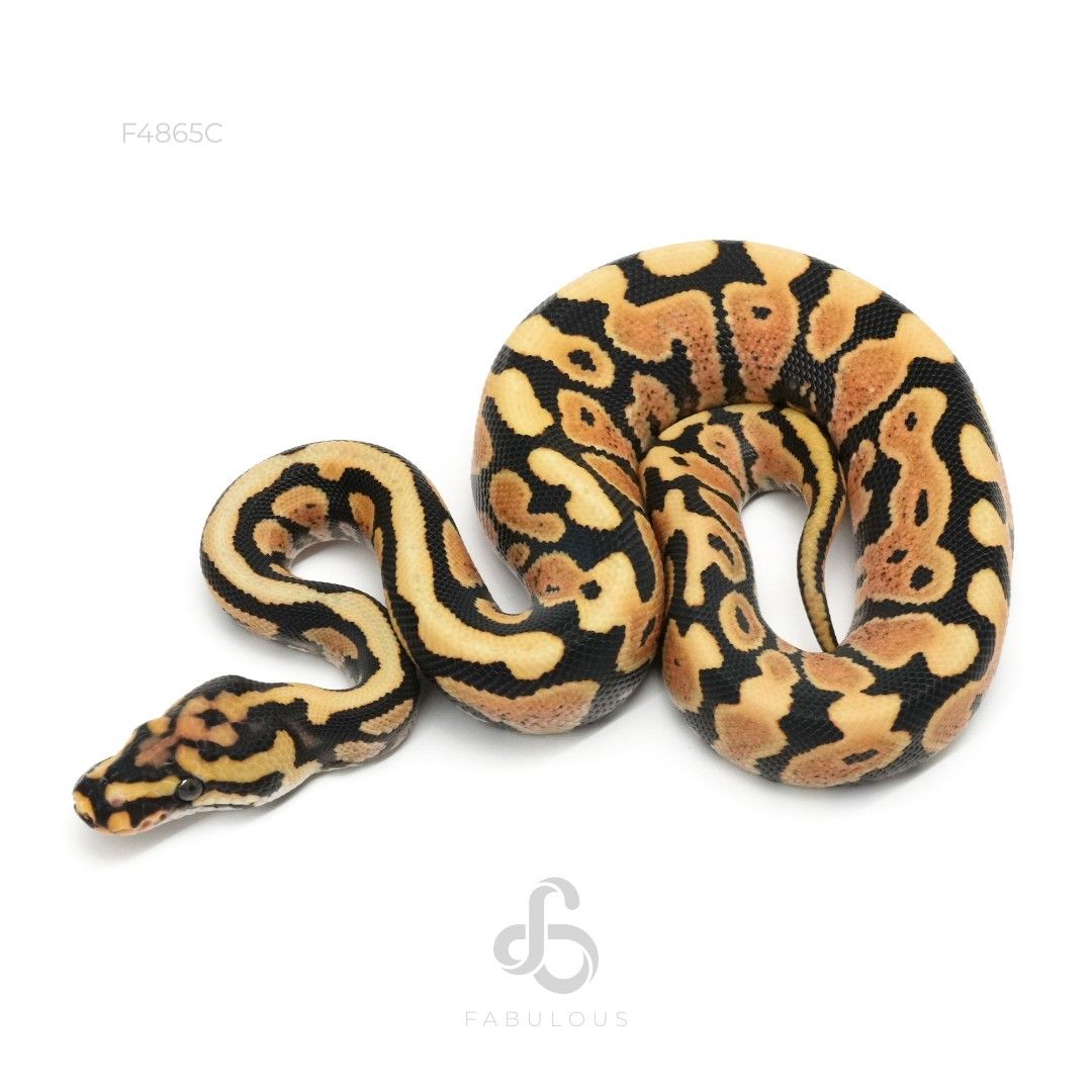 [F4865C] Spotnose YB DG Het Clown 26M