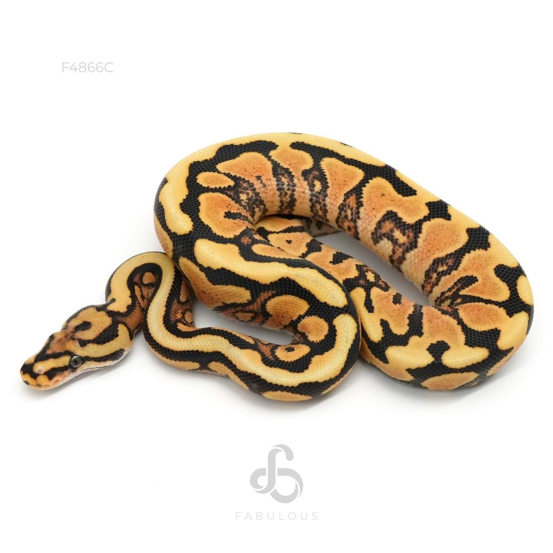 [F4866C] Redstripe Spotnose YB DG Het Clown 26F