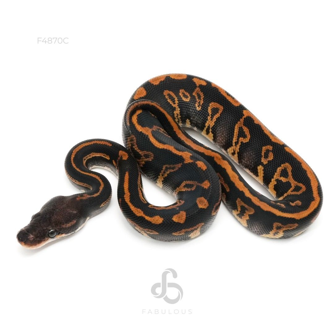 [F4870C] Blackhead Phantom Leopard 66%Clown 26F