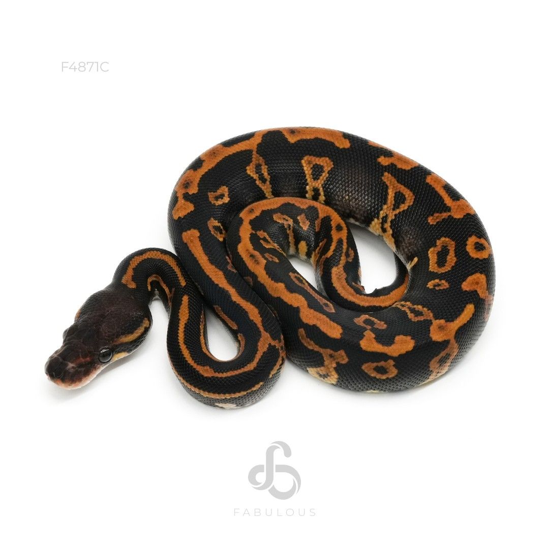 [F4871C] Blackhead Phantom Leopard 66%Clown 26F