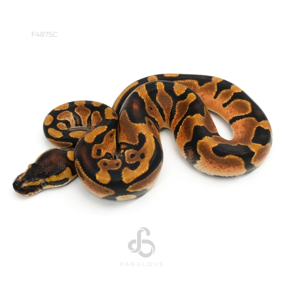[F4875C] Enchi Het Pied 26M