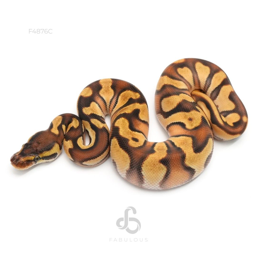 [F4876C] OD Enchi Phantom YB Het Pied 26F