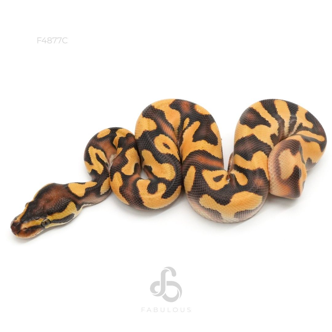 [F4877C] OD Enchi YB Het Pied 26M