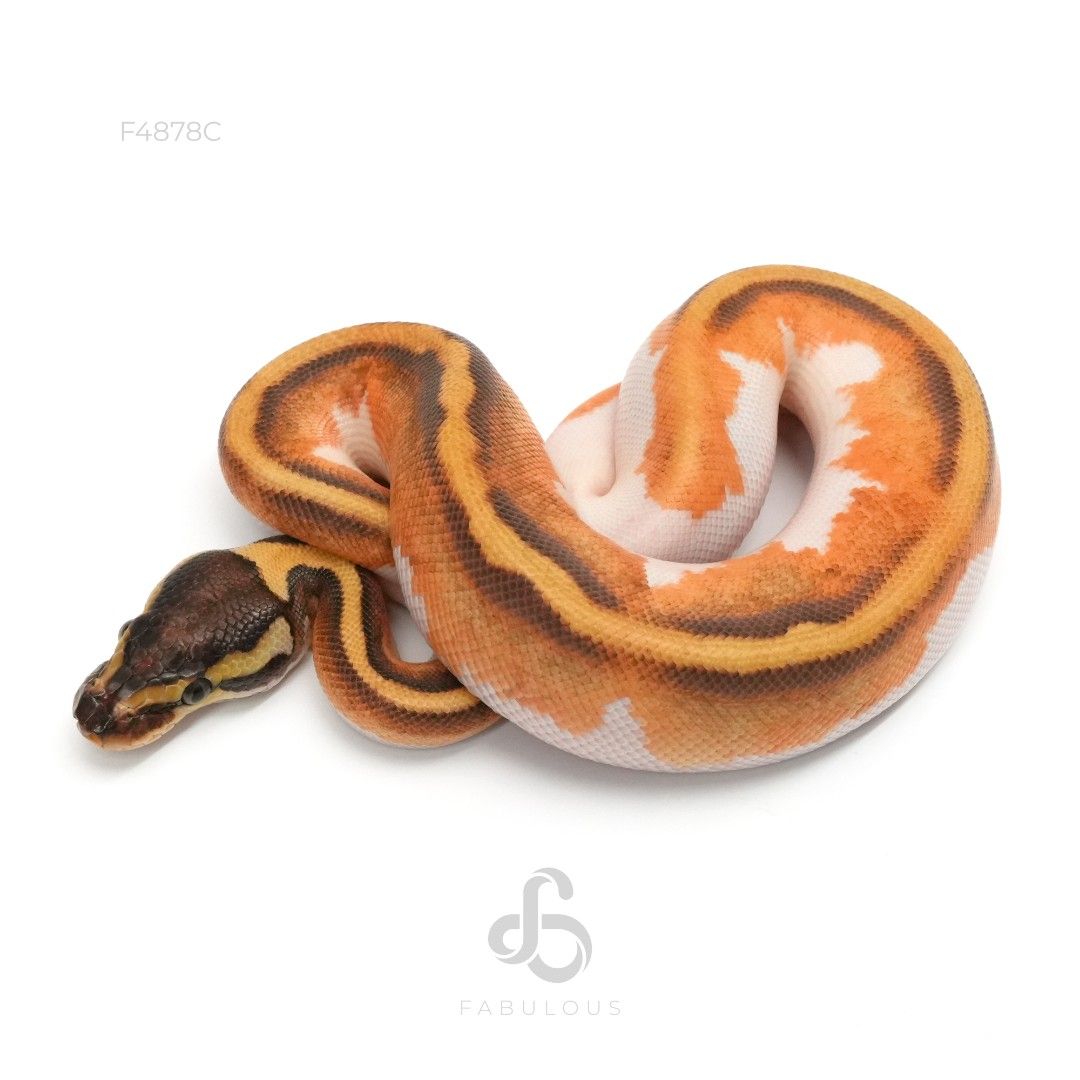 [F4878C] Phantom Enchi YB Pied 26F
