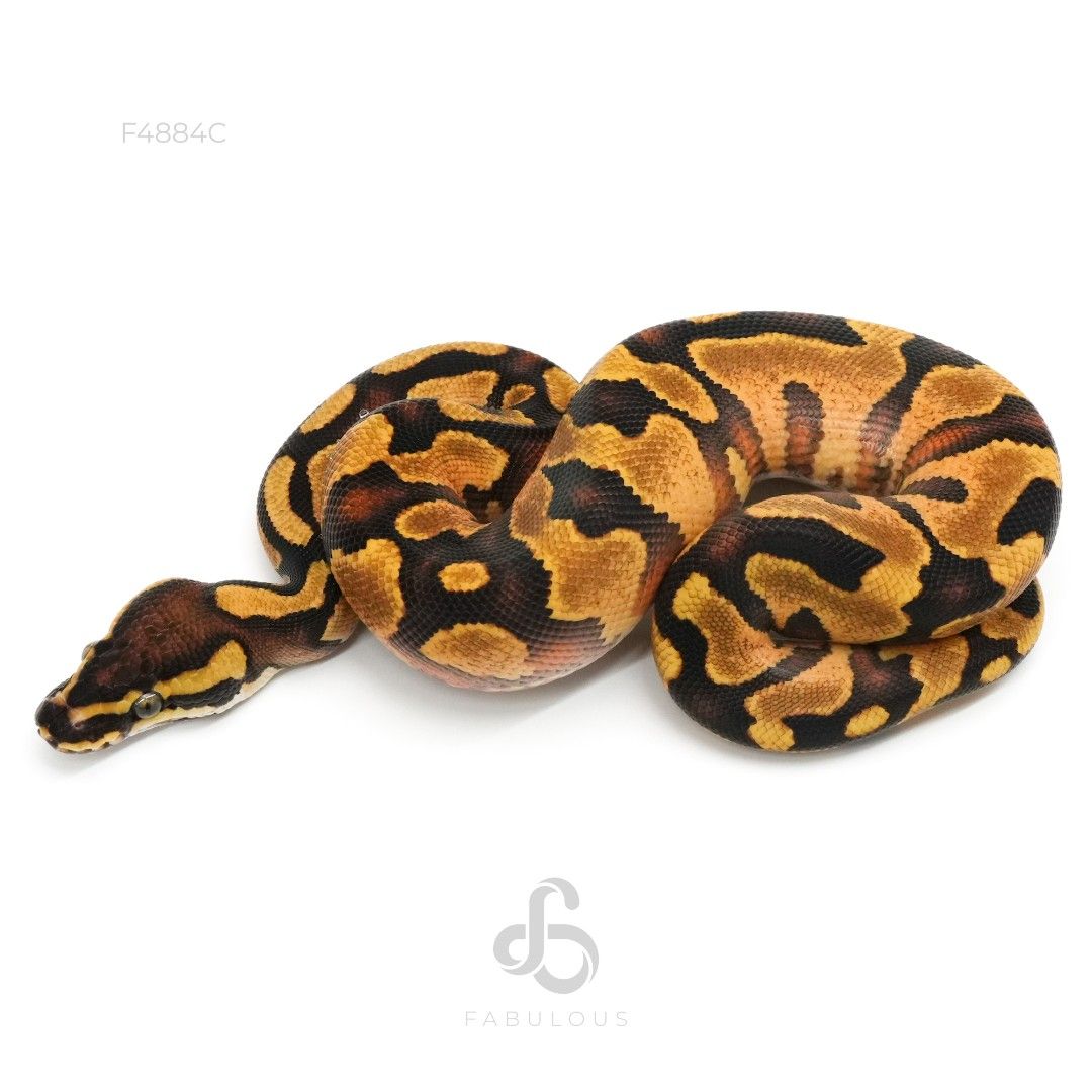 [F4884C] Enchi YB Het Pied 26M