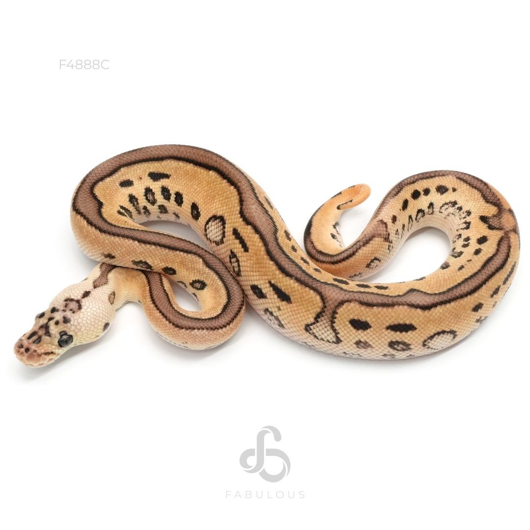 [F4888C] Leopard Pastel Clown 26M