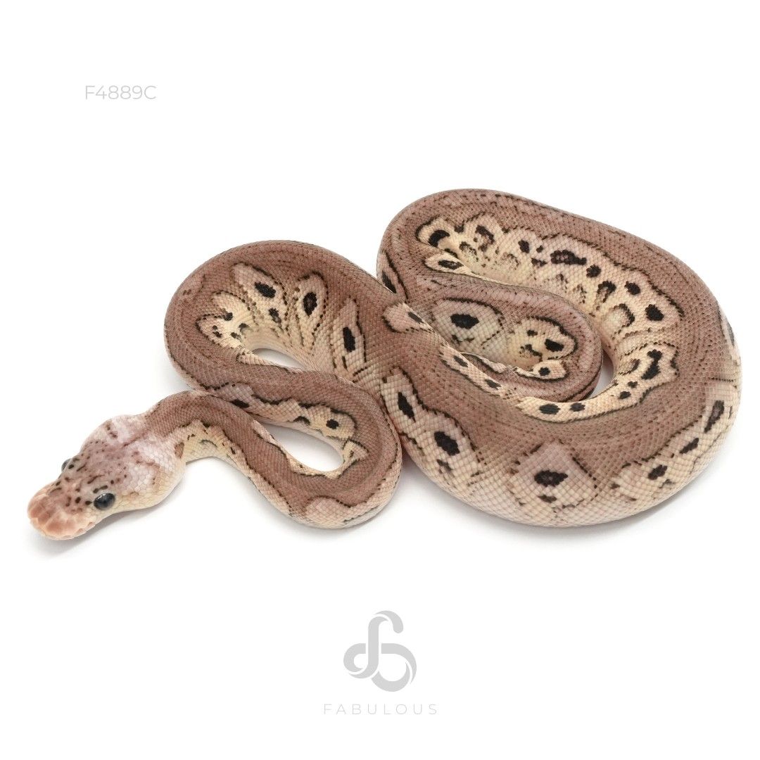 [F4889C] Pewter Clown 26M