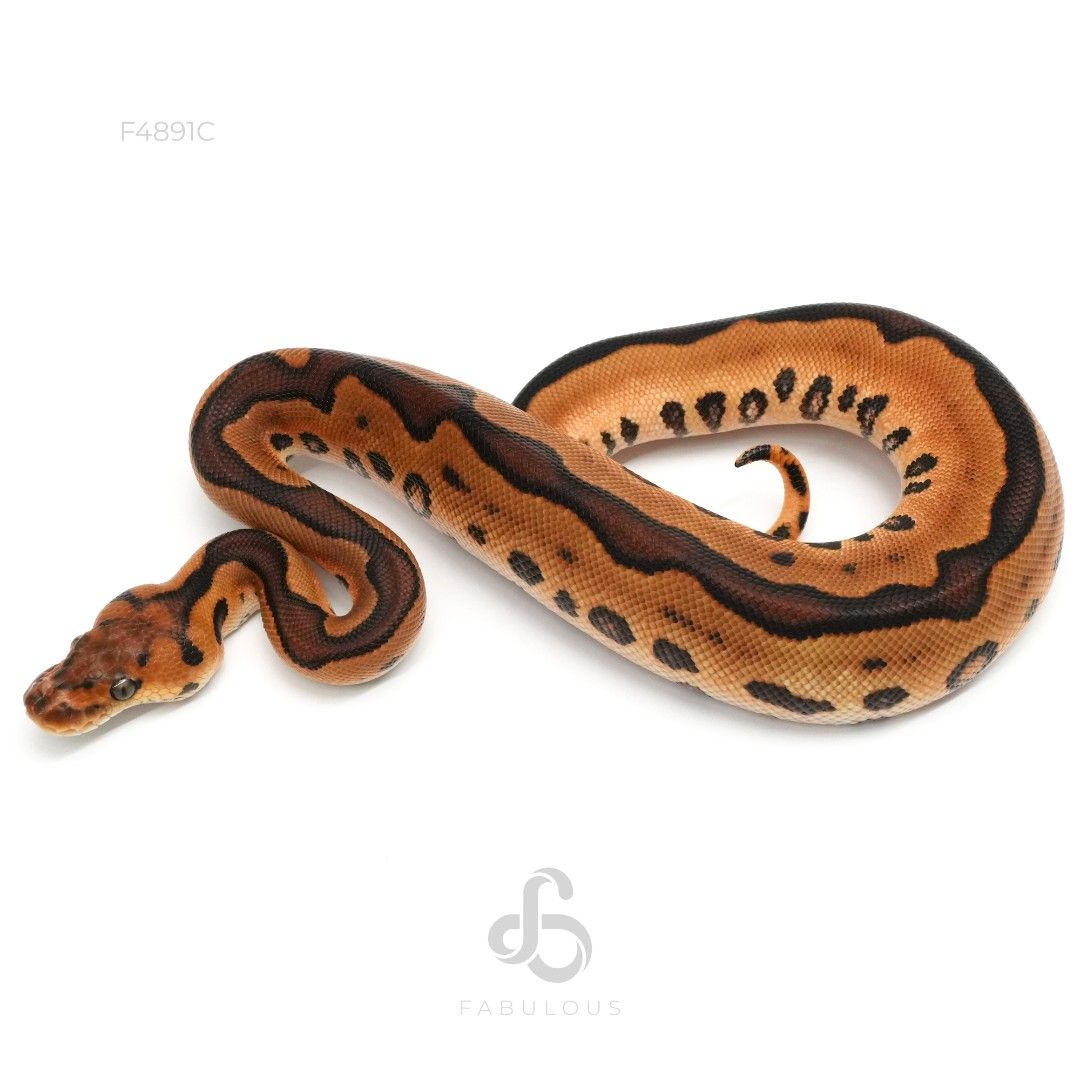[F4891C] Leopard Enchi Cinnamon Clown 26M