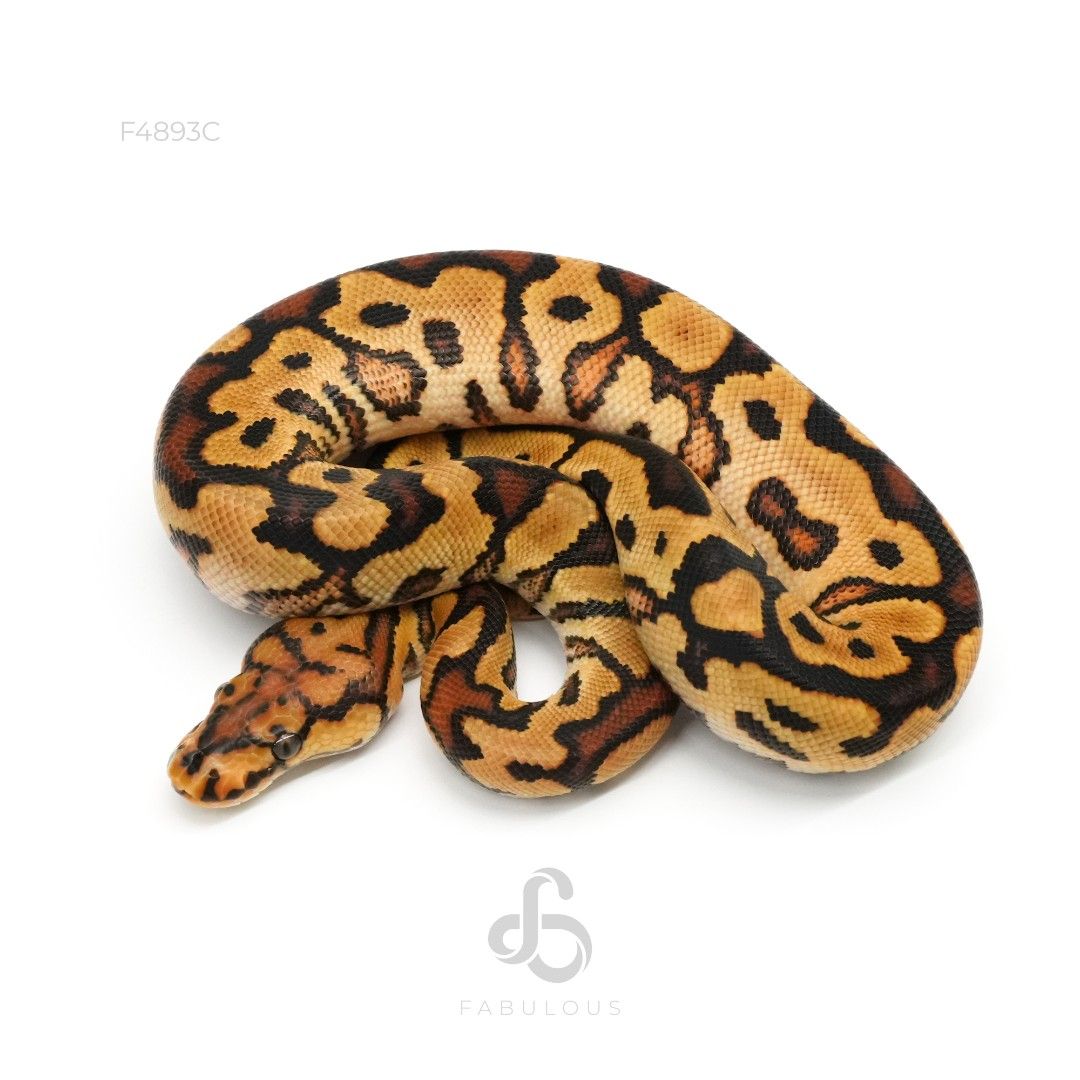 [F4893C] Spotnose YB Clown 26M