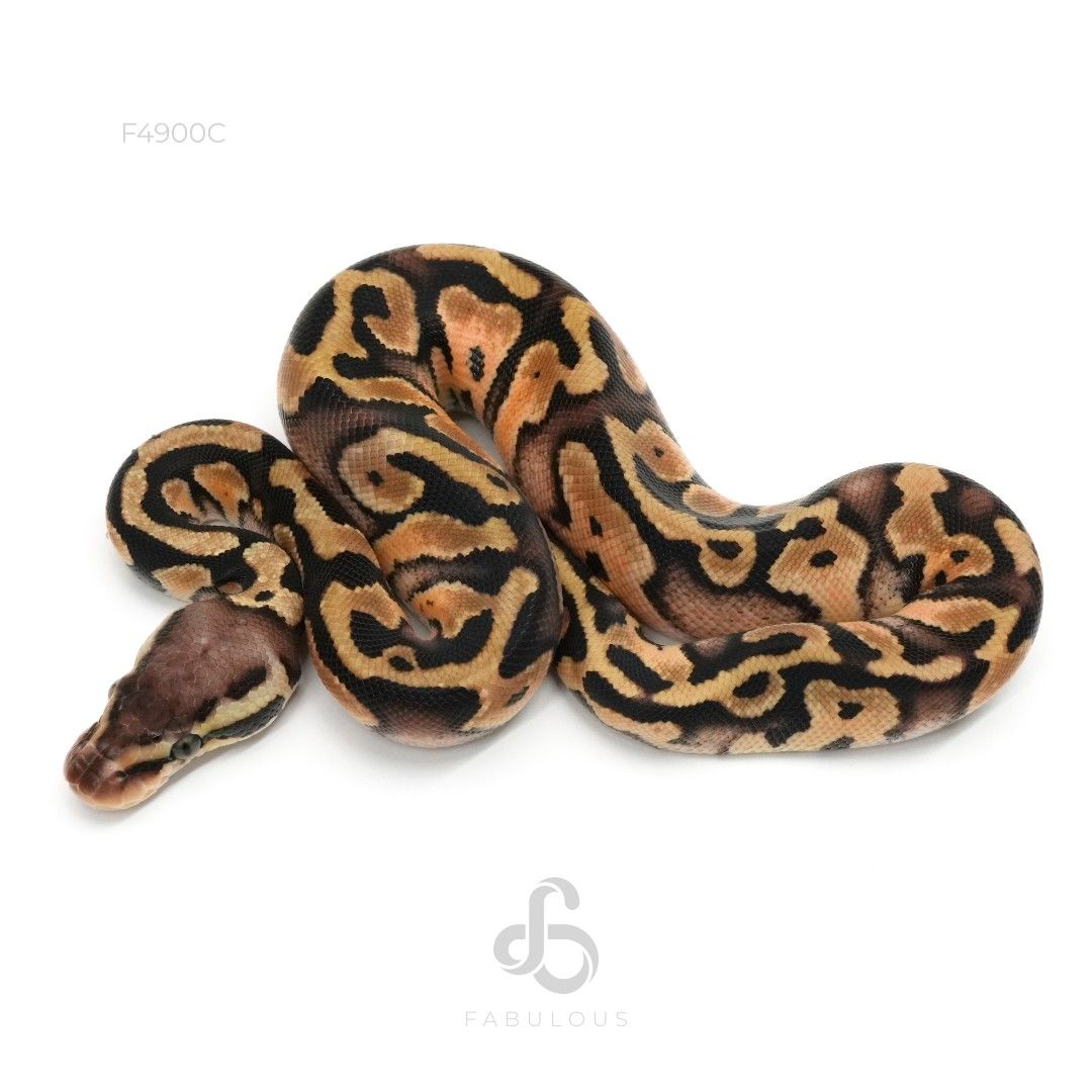 [F4900C] Pastel DH Clown Pied 66%DG 26F