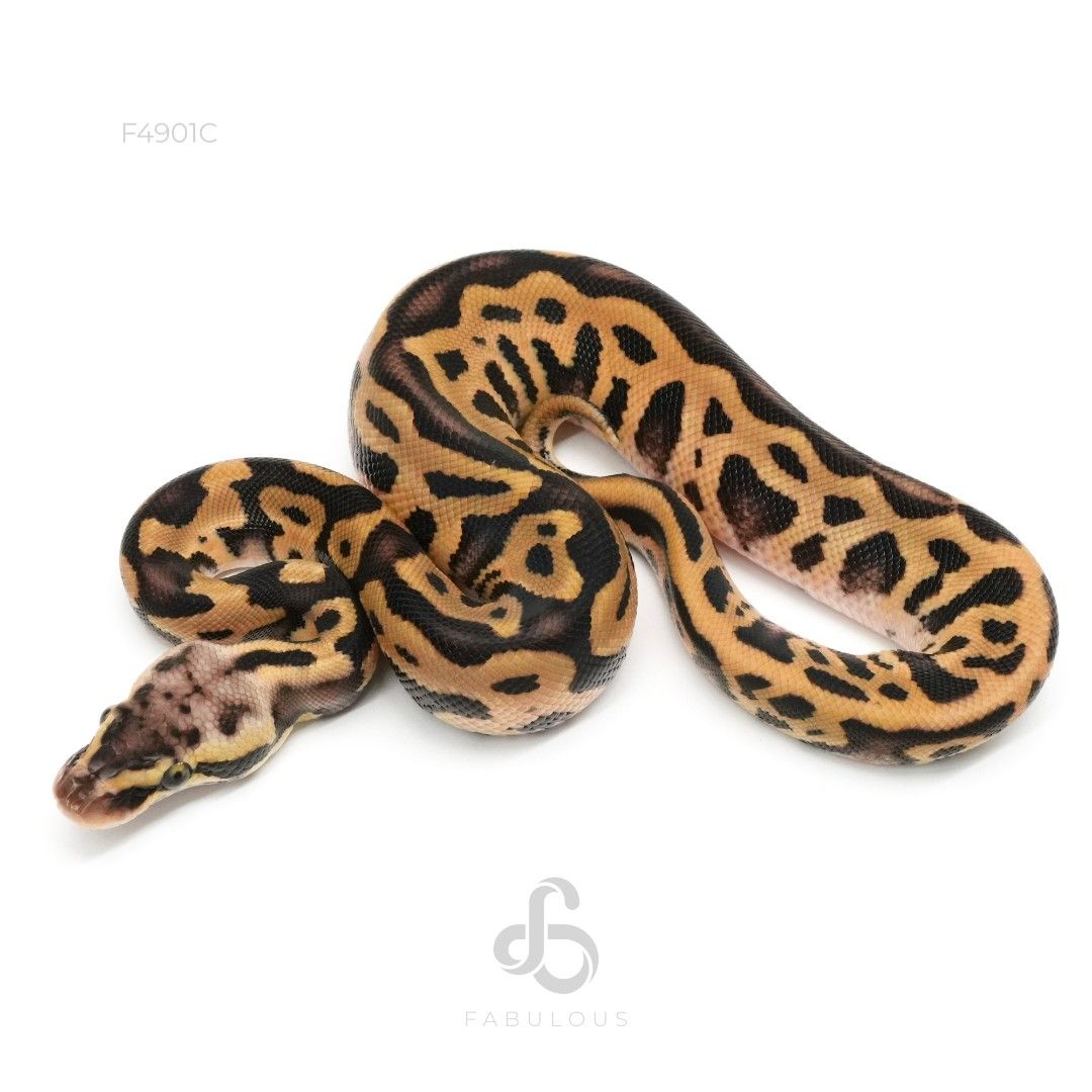 [F4901C] Leopard Pastel DH Clown Pied 66%DG 26M