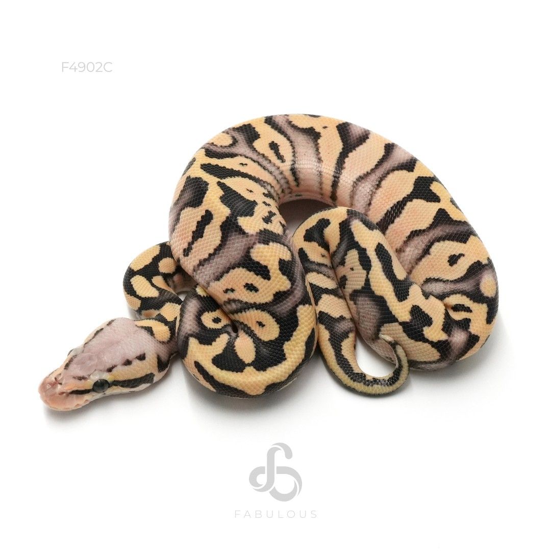 [F4902C] Pastel DG DH Clown Pied 26F