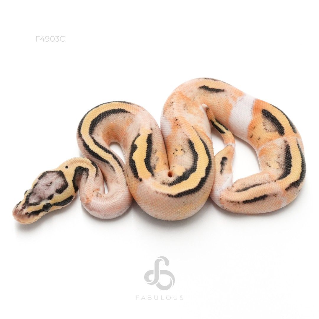 [F4903C] Pastel DG Pied Het Clown 26F