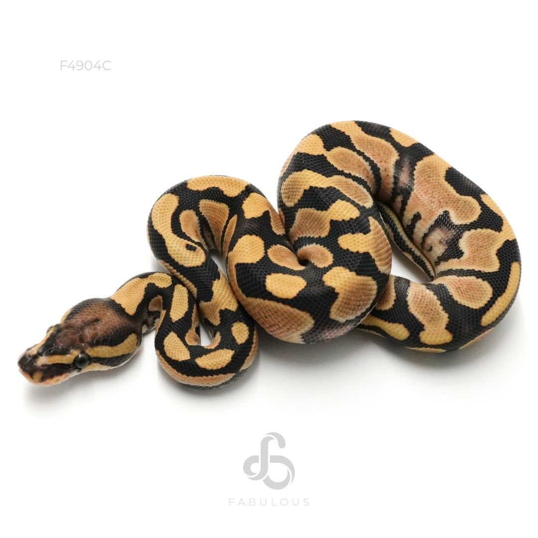 [F4904C] DG DH Clown Pied 26M