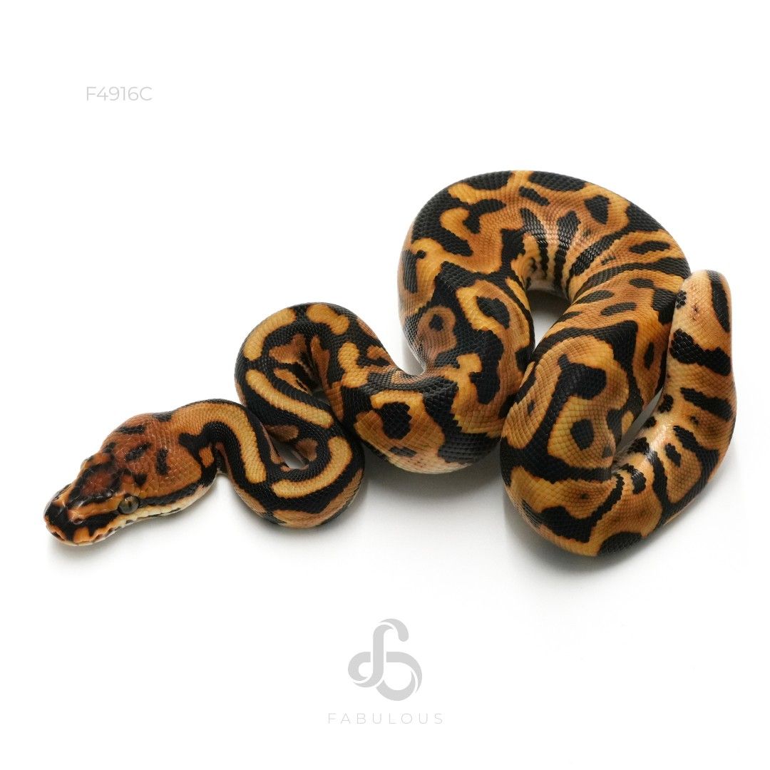[F4916C] Leopard Spotnose Het Clown 66%DG 26M