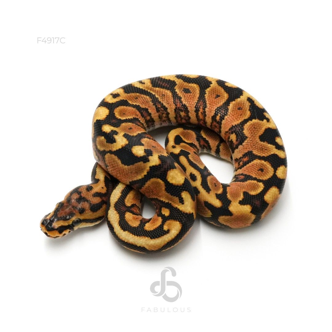 [F4917C] Redstripe Spotnose YB Het Clown 66%DG 26M