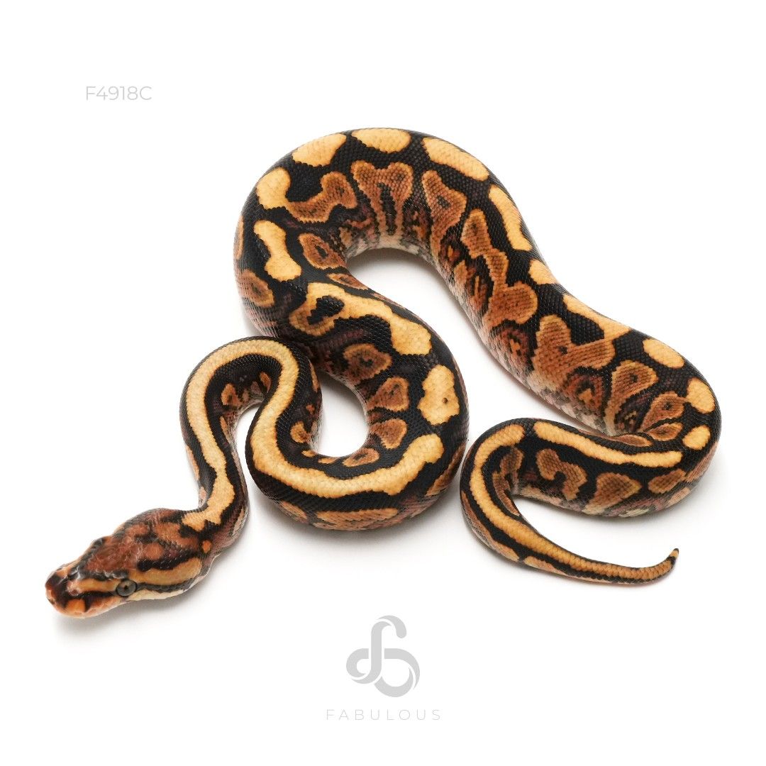 [F4918C] Redstripe Spotnose YB Het Clown 66%DG 26F
