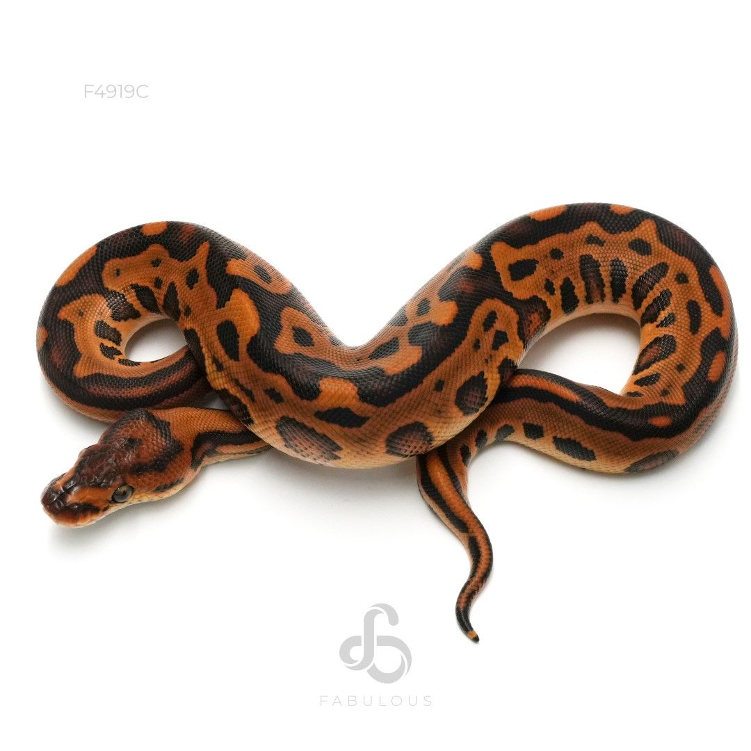 [F4919C] Leopard Redstripe YB Het Clown 66%DG 26F
