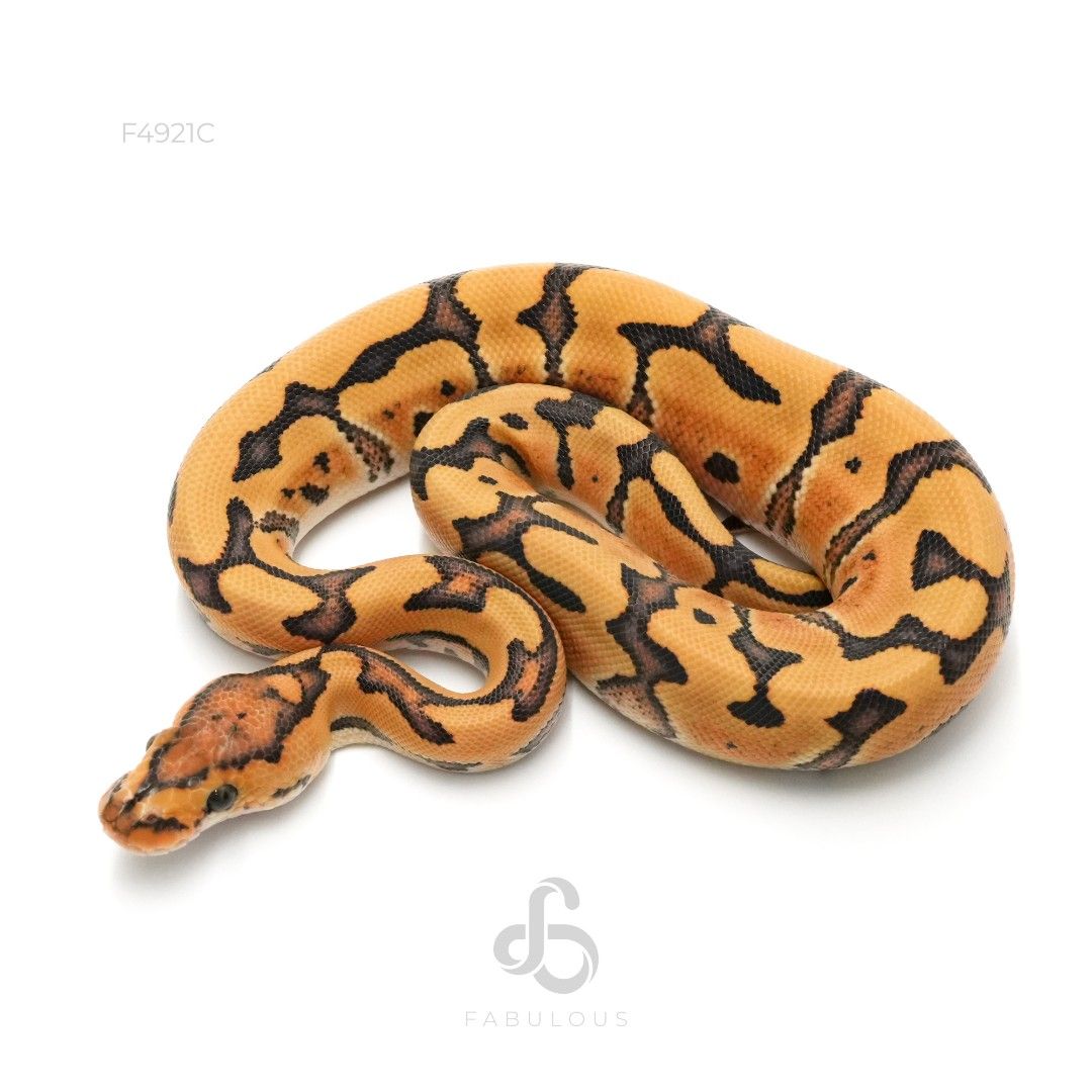 [F4921C] Redstripe DG Crypton 26M