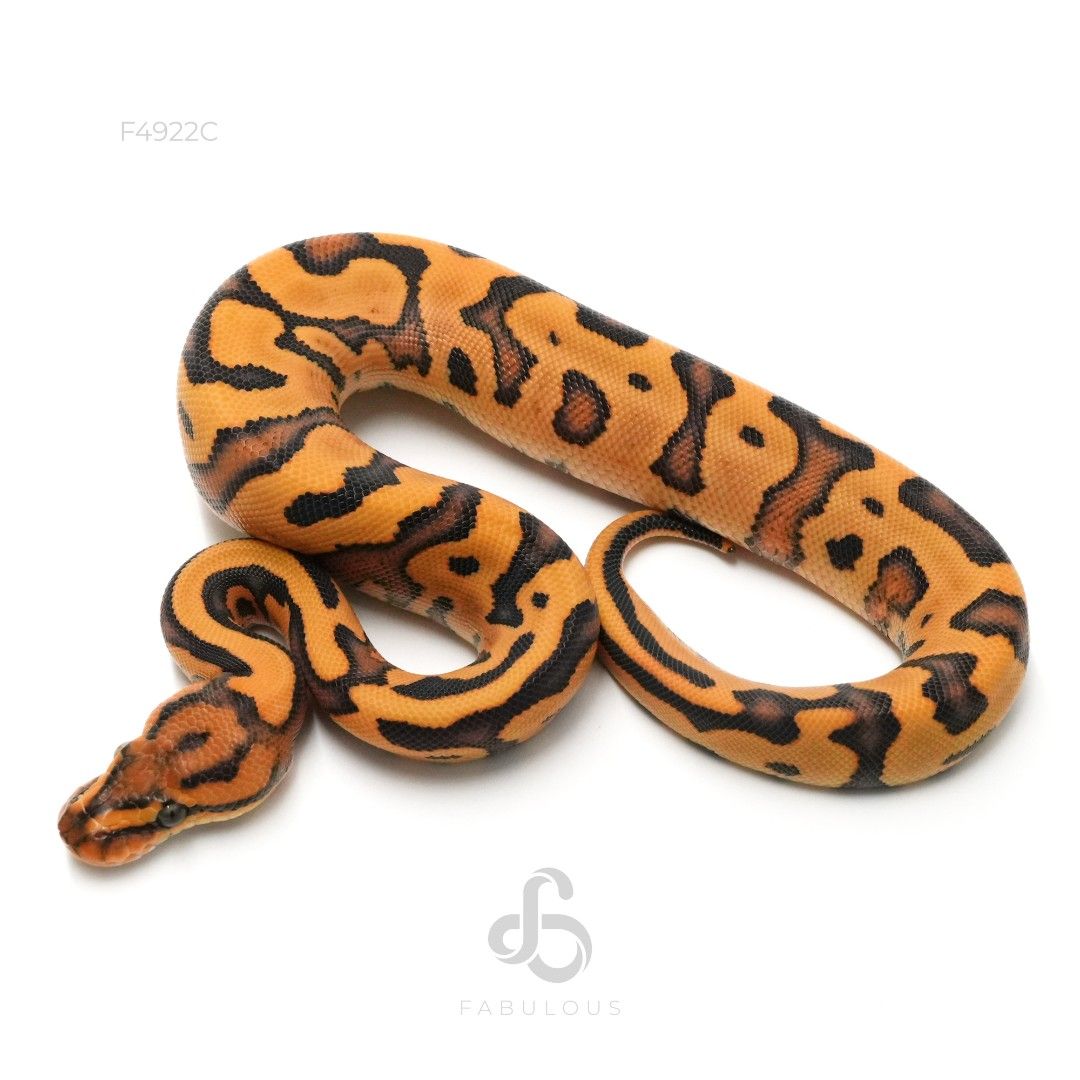 [F4922C] Leopard Redstripe YB DG Het Clown 26F