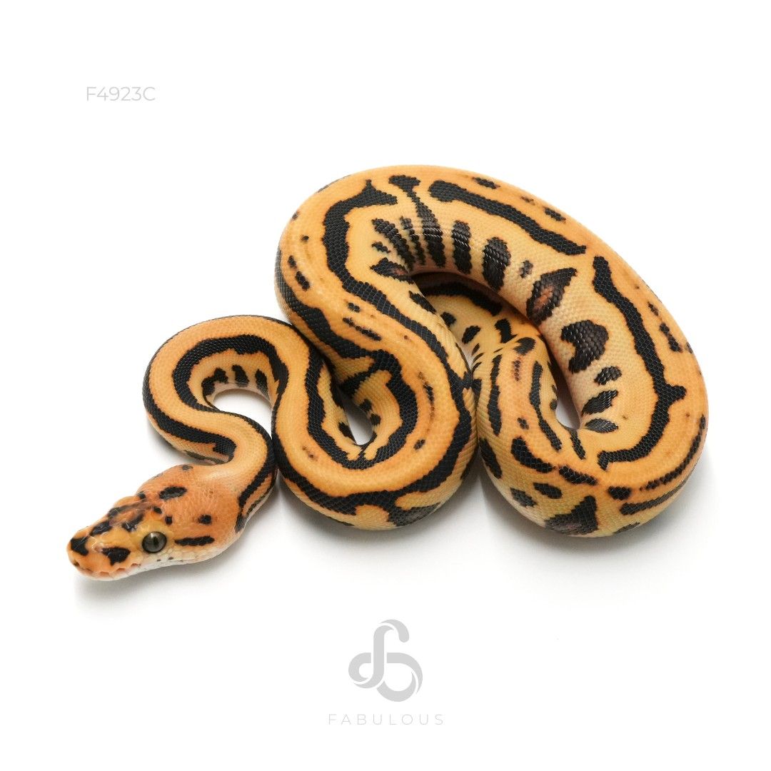 [F4923C] Leopard Spotnose Redstripe YB DG Het...