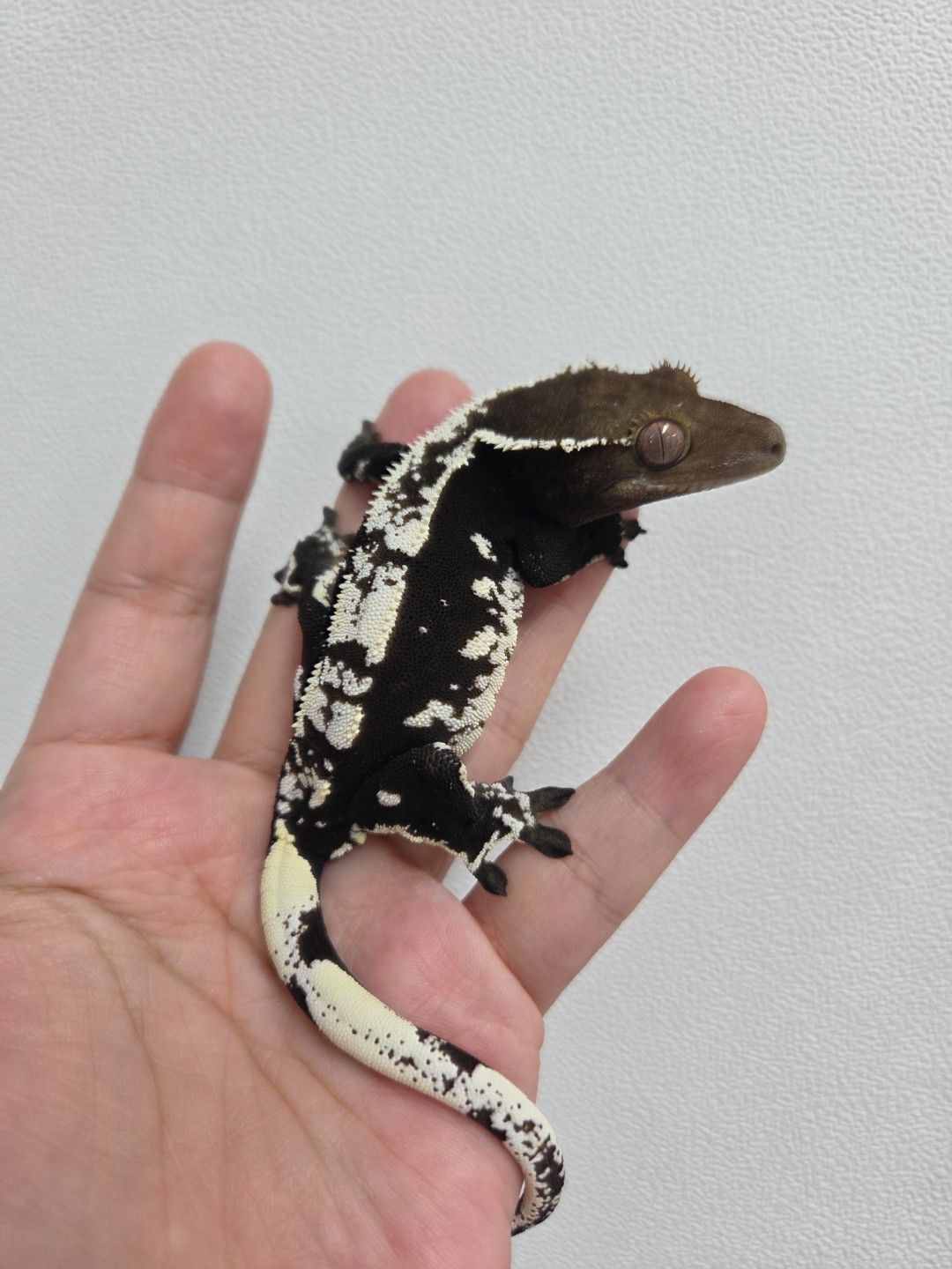 아잔틱