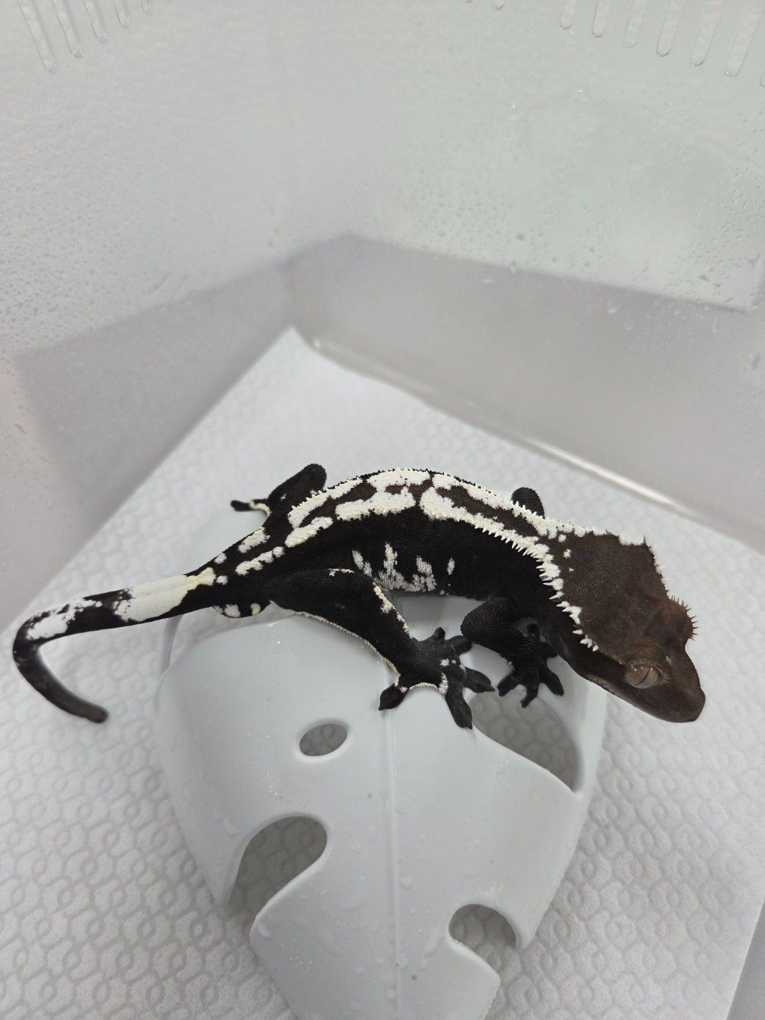 아잔틱