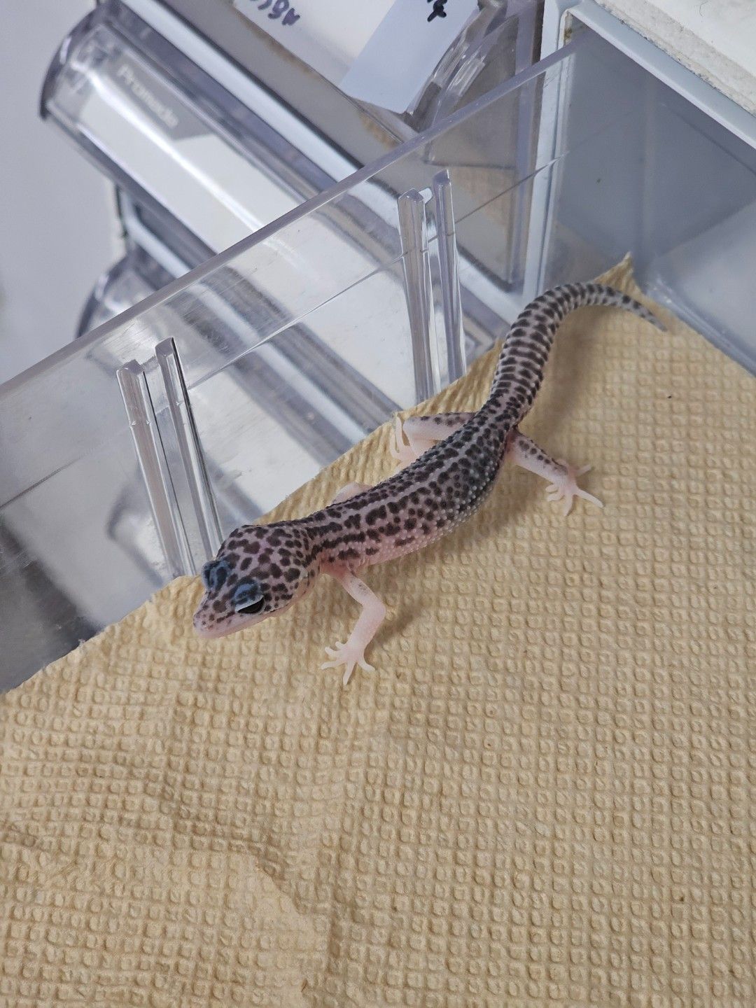슈퍼스노우 블랙나이트
