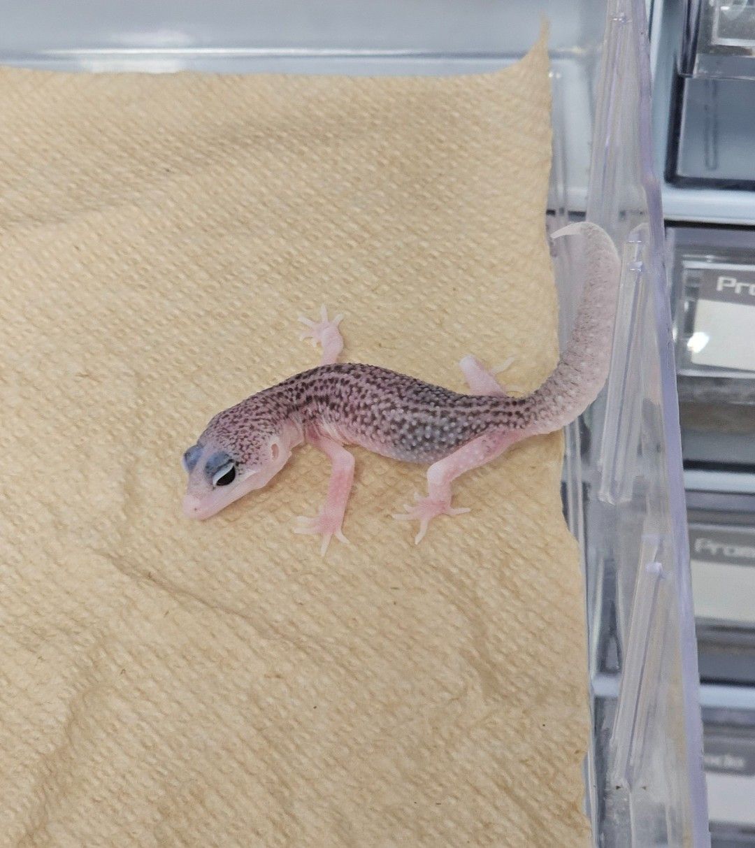 갤럭시