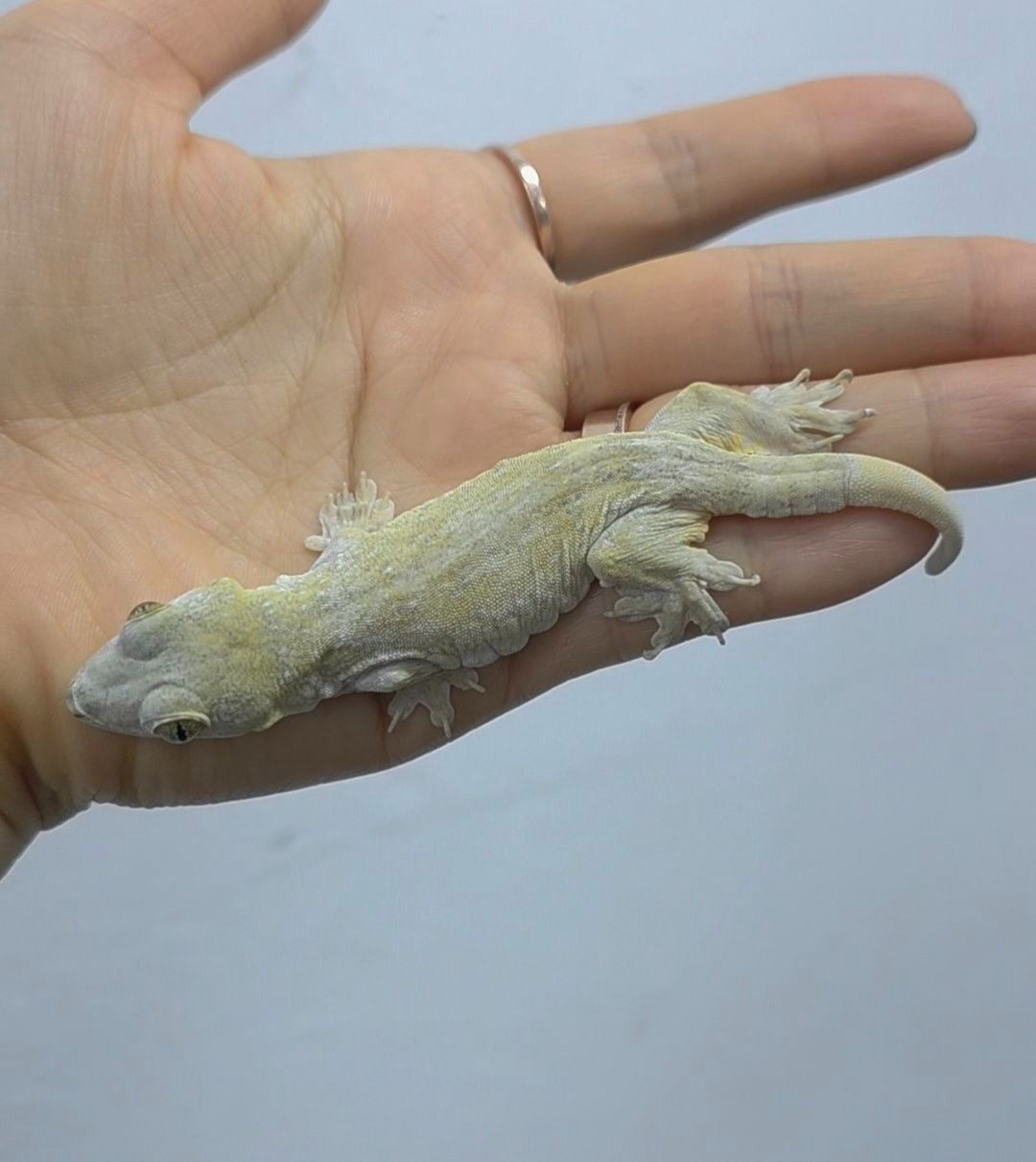할마헤라 자이언트 게코 아성체