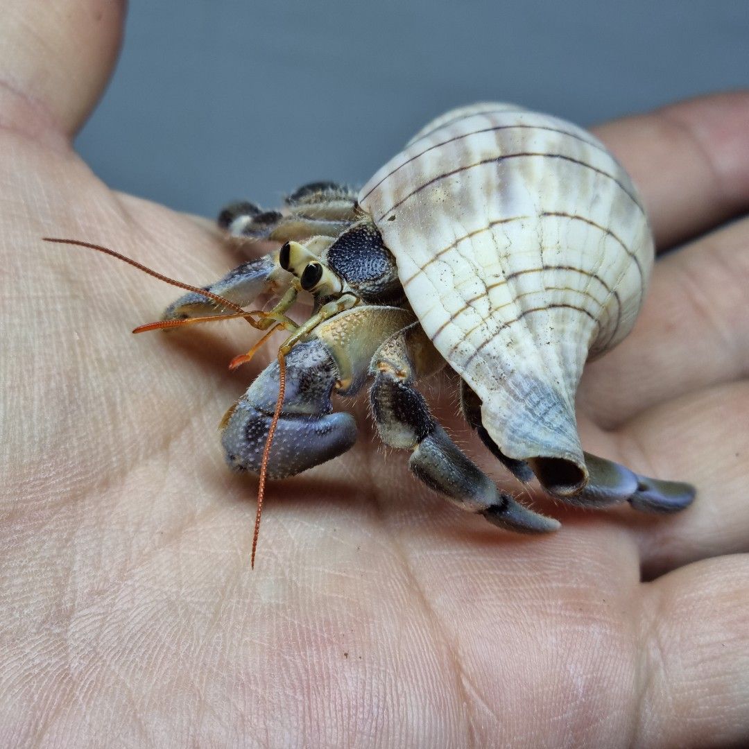 범블비 소라게 M 실개체 셀레벤시스(Coenobita celebensis)