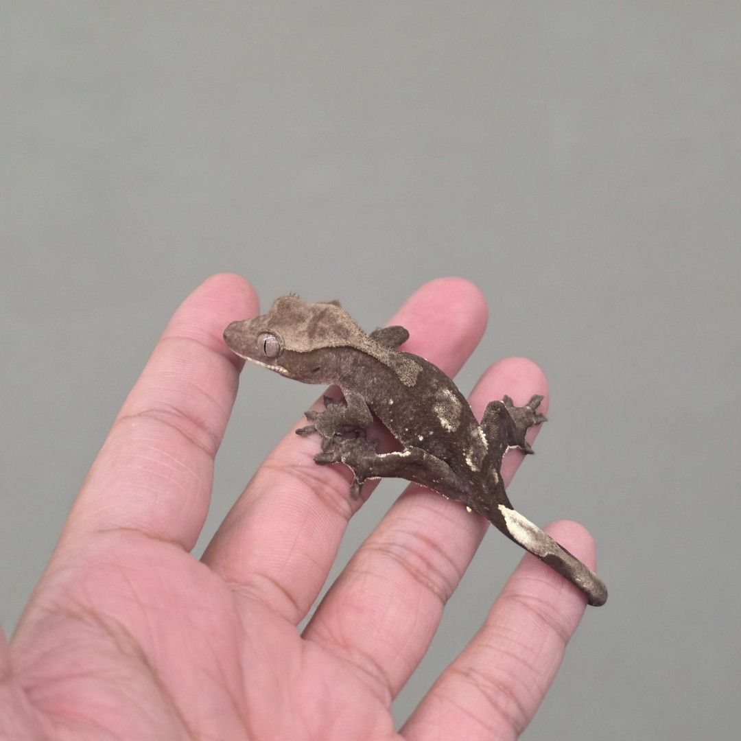 아잔틱