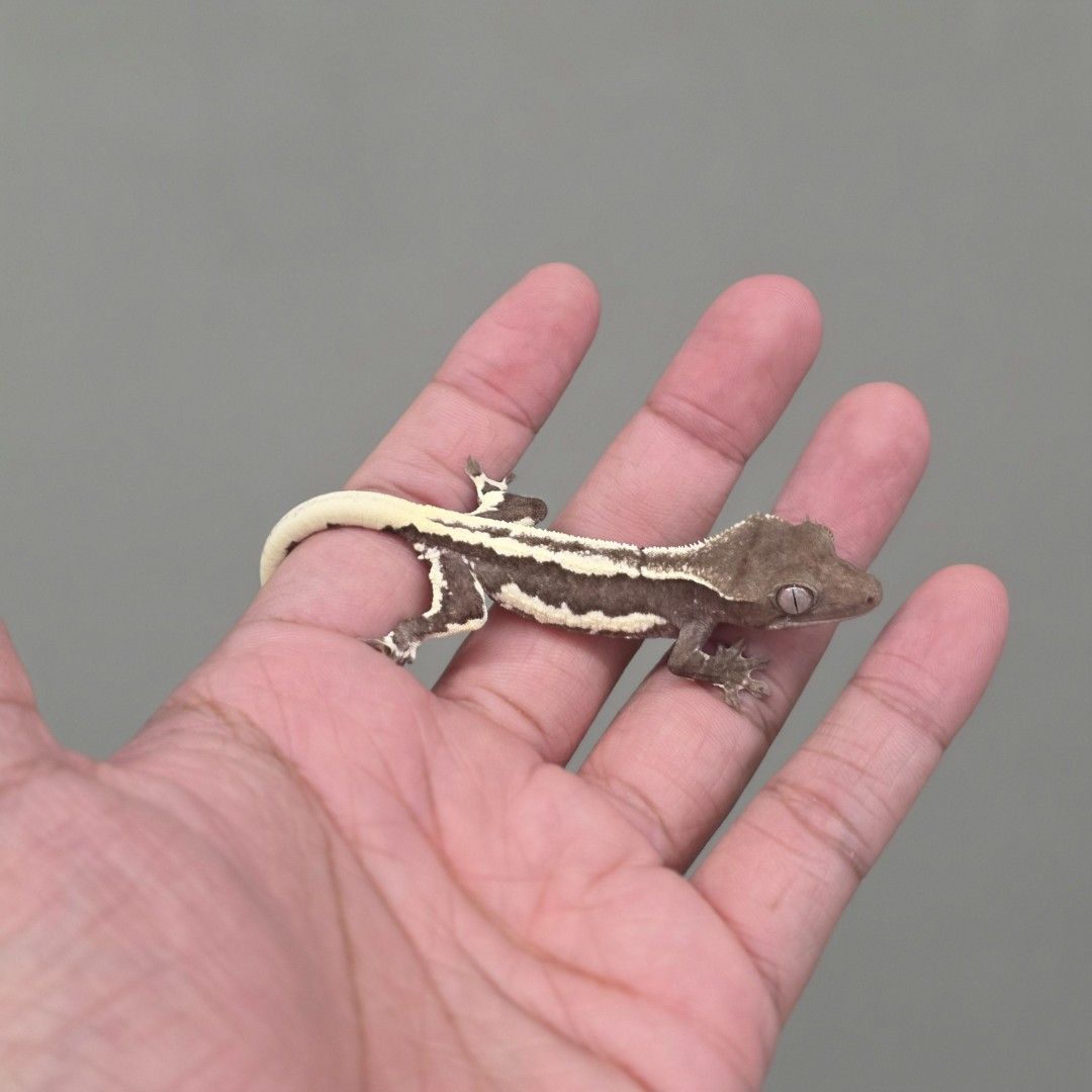 릴리아잔틱