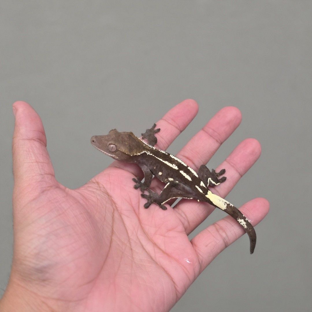 아잔틱