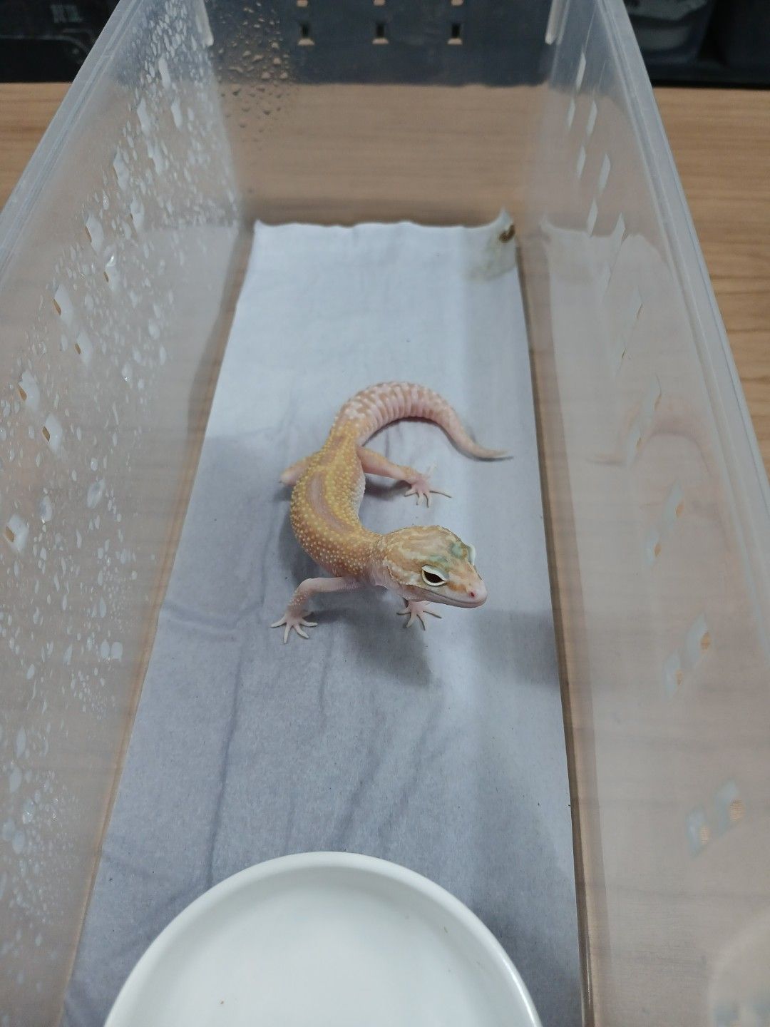 스노우 랩터 [루비아이]
