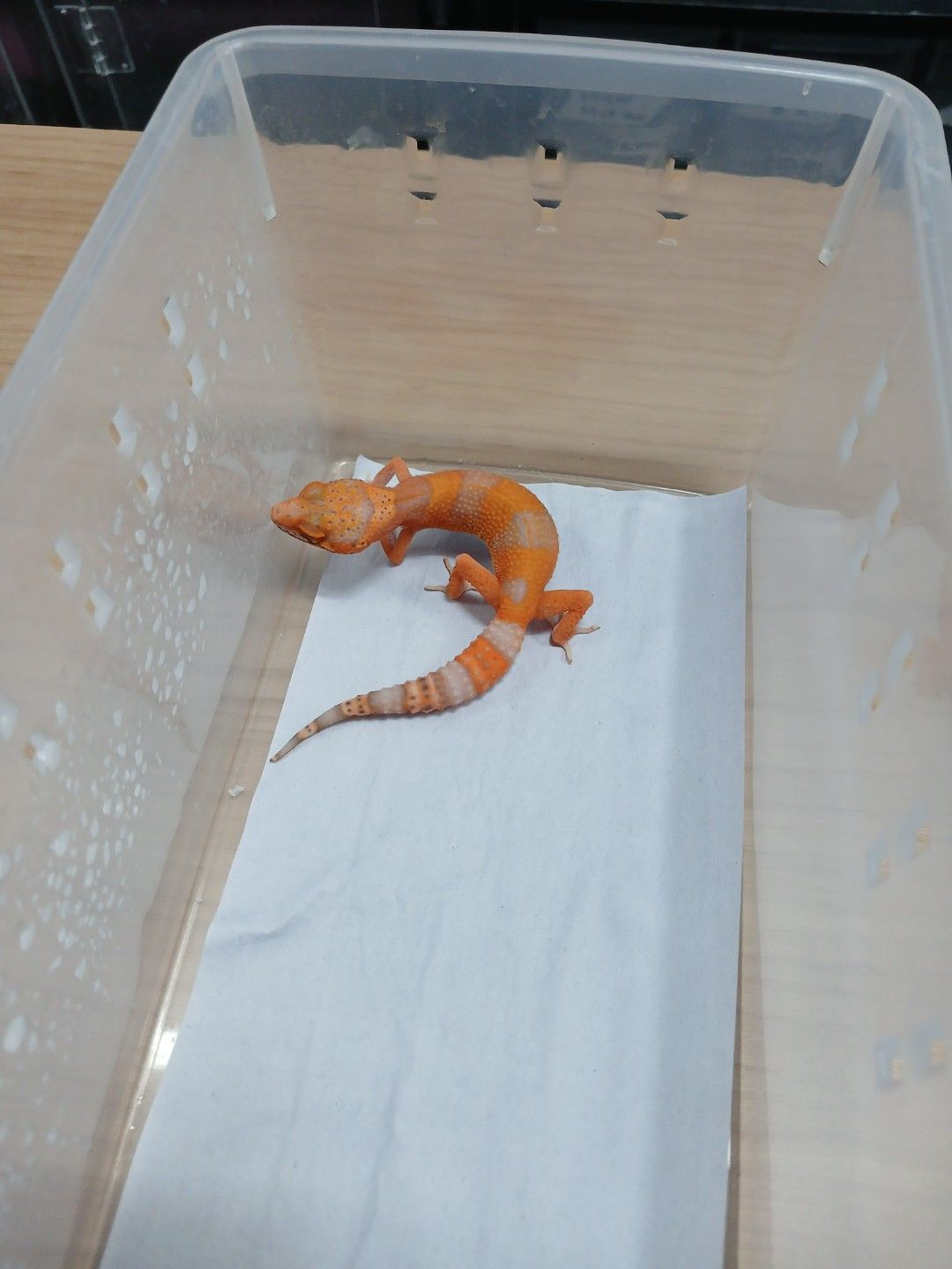 벨알비노 텐저린