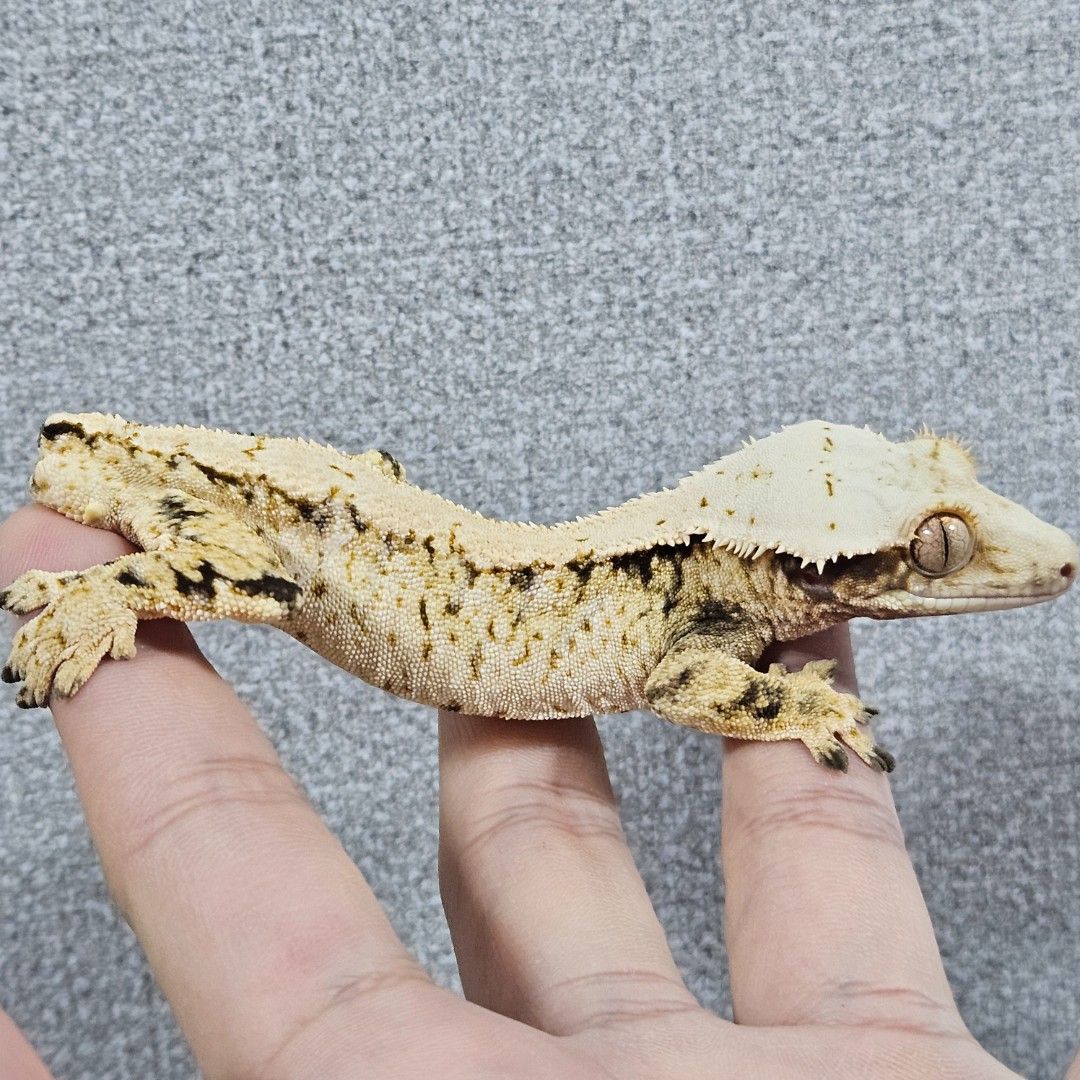 메인급 트익할 성체