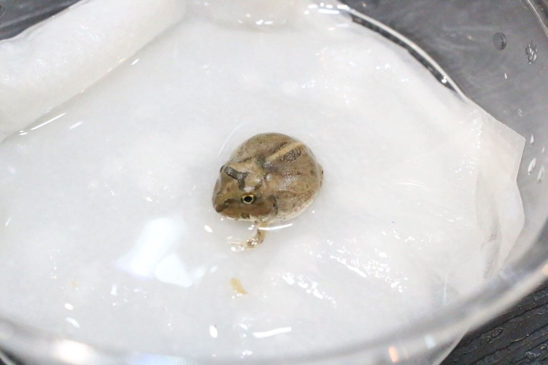 팩꽁이🐸